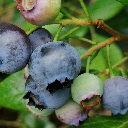 Pot Grown Blueberry Bush Duke | ScotPlants Direct